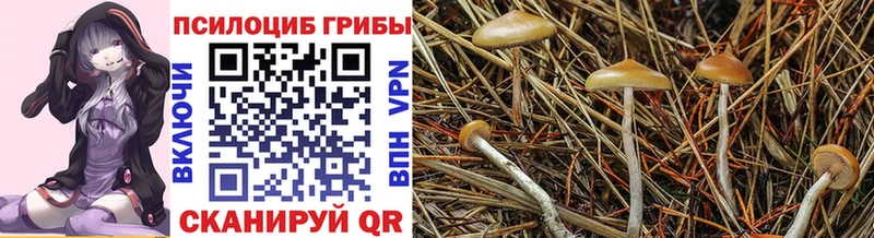 Псилоцибиновые грибы мицелий  кракен как войти  Углегорск 